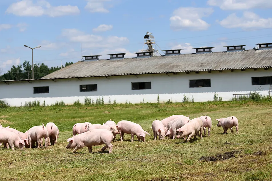 Granja de cerdos moderna poco no estos 6 equipos de cerdo