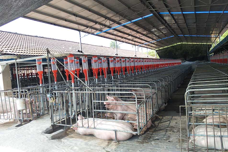 Cómo elegir la jaula de gestación adecuada para su granja porcina