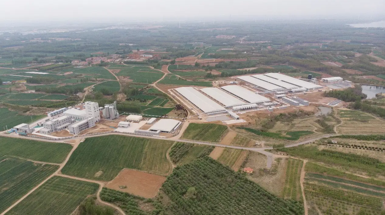 ¡Plan de producción anual de 50.000 cerdos! Se ha puesto oficialmente en funcionamiento la base de cría de cerdos negros de cooperación entre el gobierno y las empresas.