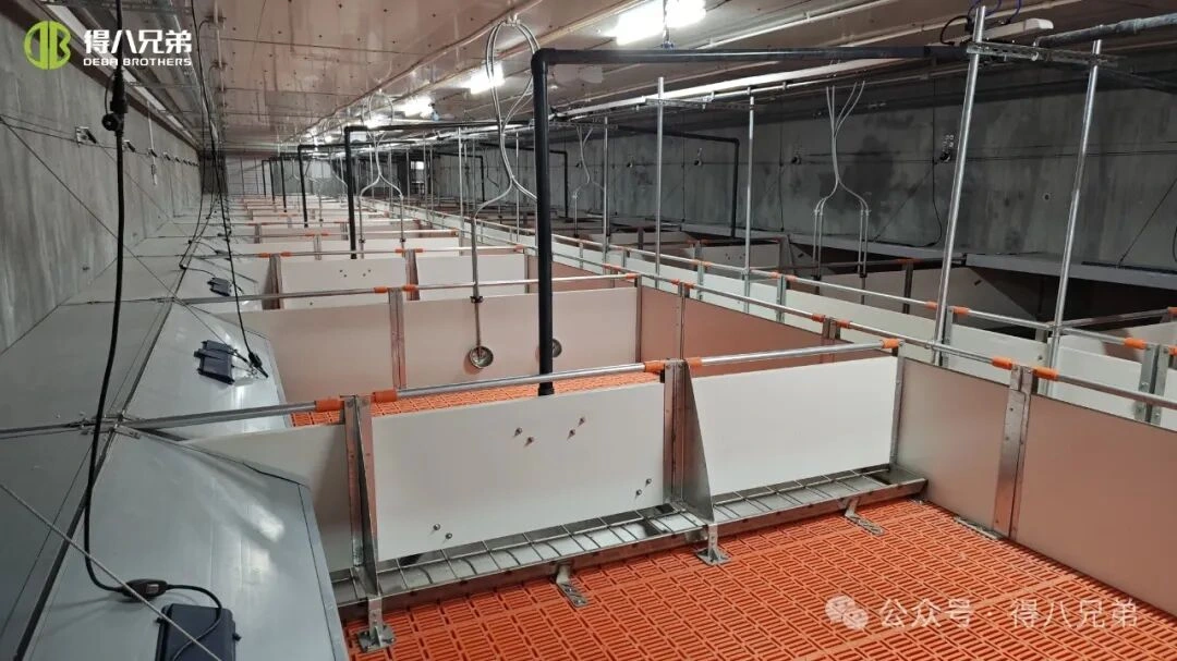 Prevención y manejo del estrés por calor en granjas porcinas durante climas cálidos