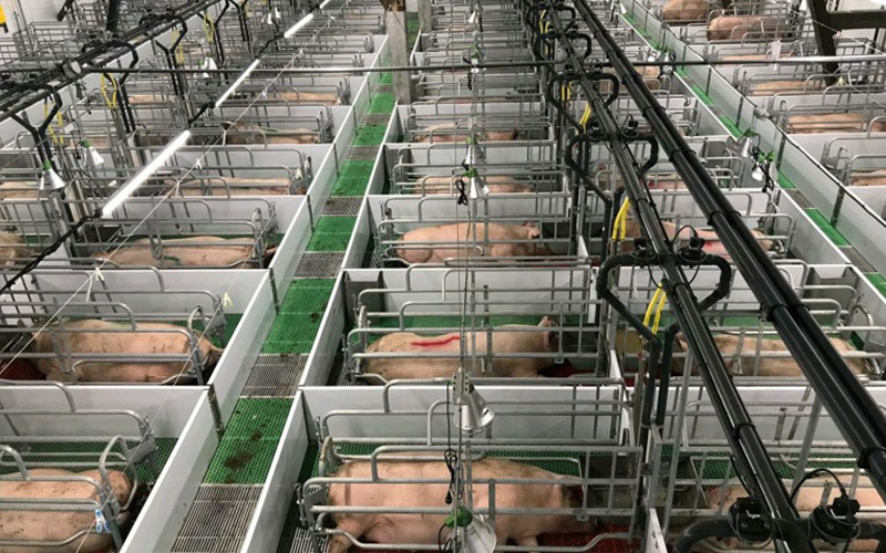 Nutrición precisa y gestión científica: potenciar la reproducción eficiente de cerdas gestantes — Debabrother ayuda a las granjas porcinas a mejorar la calidad y la eficiencia