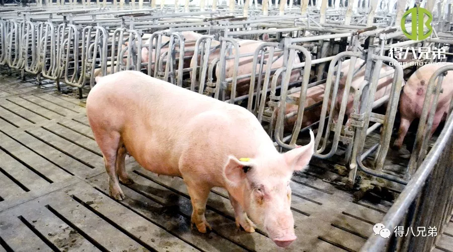Efectos del alimento fermentado en cerdas gestantes