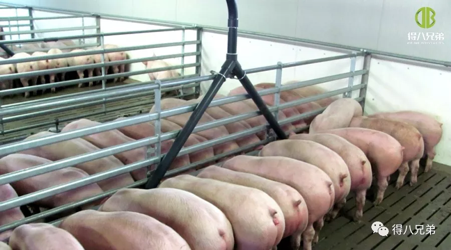 Estado de la investigación de piensos fermentados en China