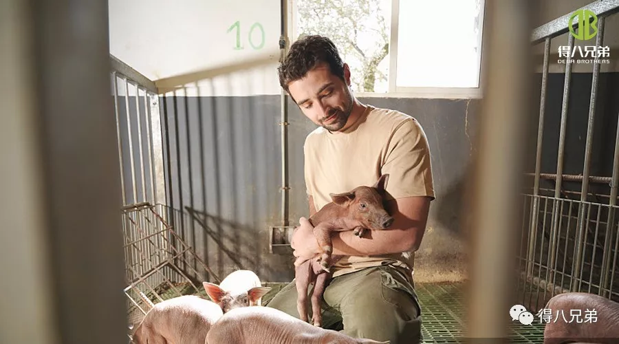 Estrategias para mejorar y potenciar el bienestar animal en granjas porcinas